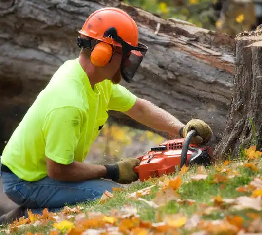 tree services Brodhead